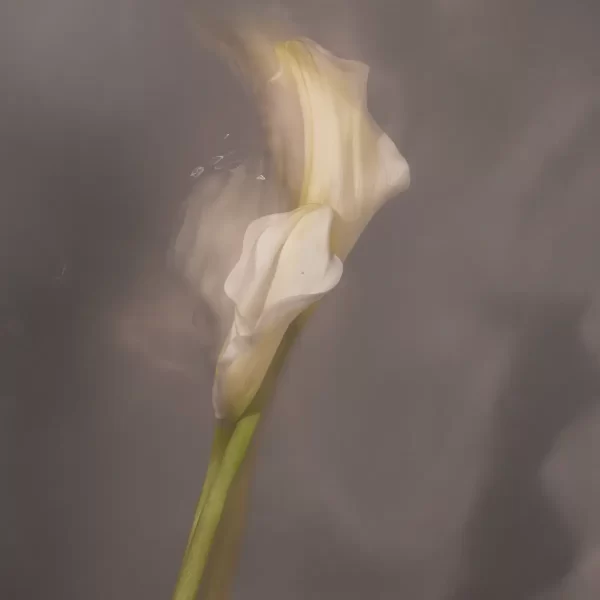 Dva cvijeta u vodi sa sjenkom koja igra oko njih