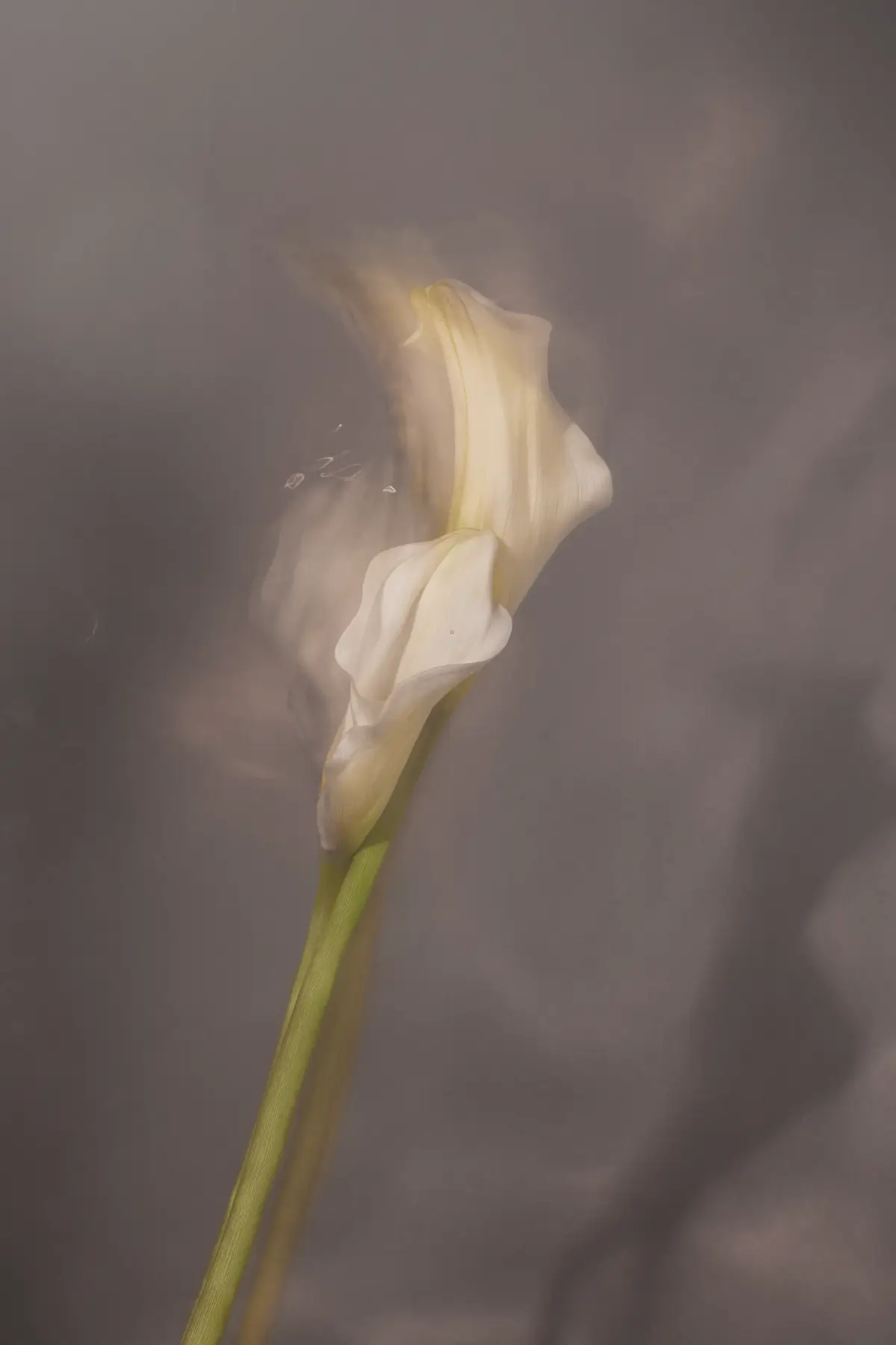 Dva cvijeta u vodi sa sjenkom koja igra oko njih